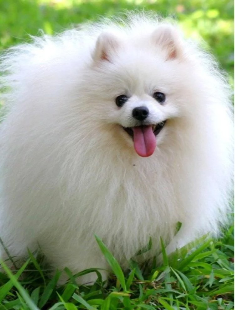 Померанский шпиц