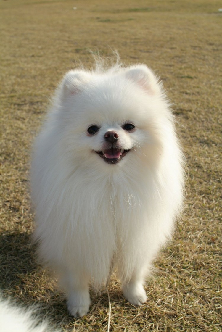 Шпиц длинношерстный