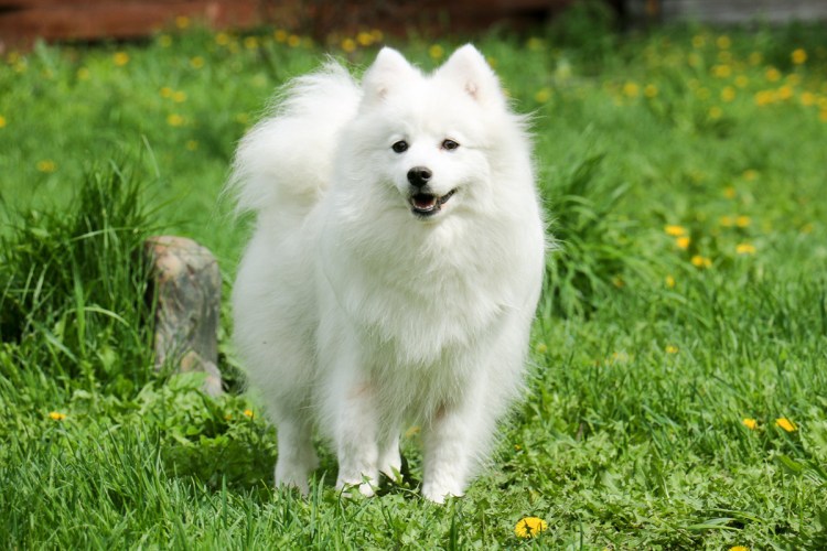 Корейский шпиц мини