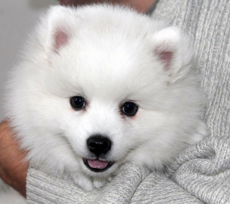 Японский шпиц щенок