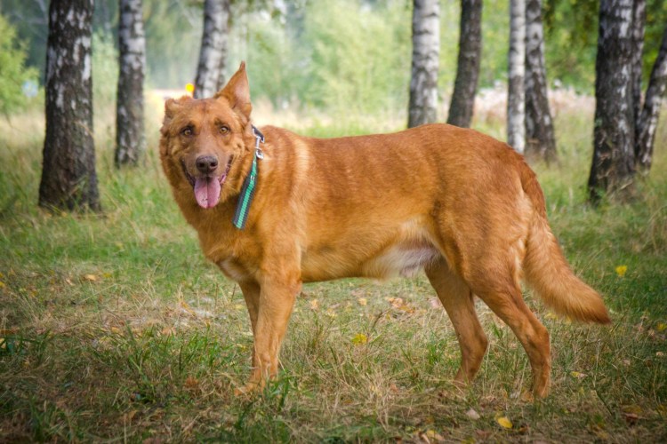 Возрождение пес Рыжик