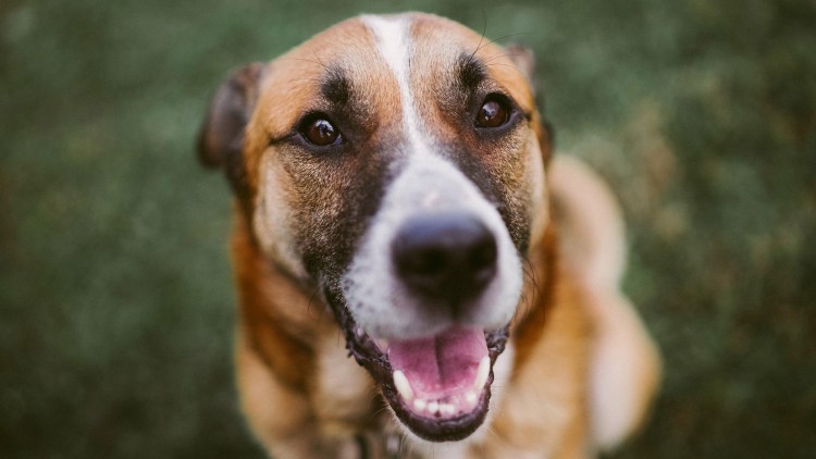 Собака Рыжик