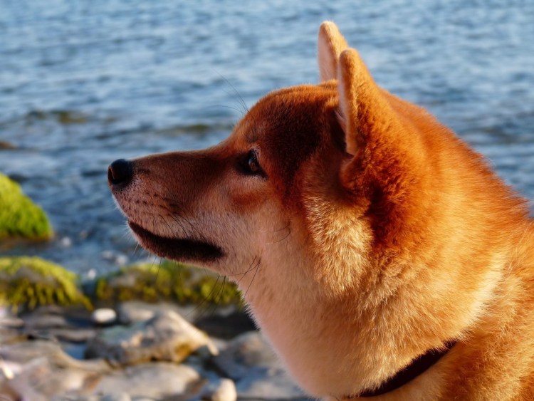 Пес Рыжик хороший друг многих домашних животных