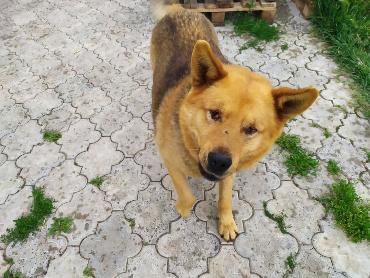 Щенок Рыжик