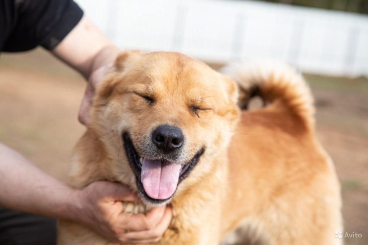 Возрождение пес Рыжик