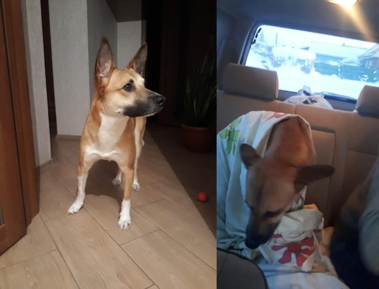 Собака Рыжик маленькая