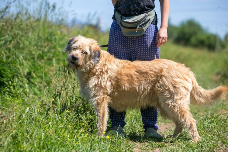 Собака морда сказка