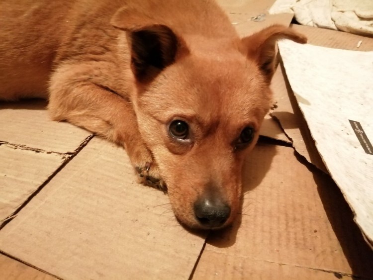 Пропал пес Рыжик