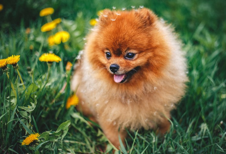 Собака Рыжик