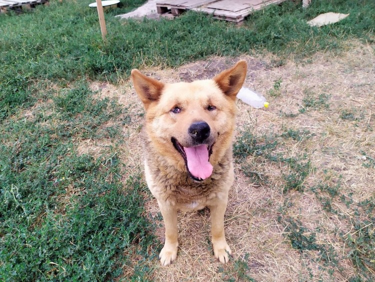 Метис Рыжик