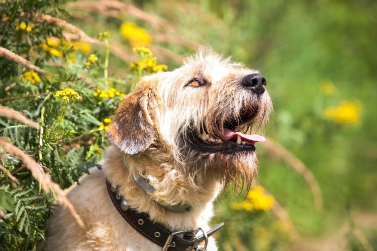 Собаки под именем Тузик