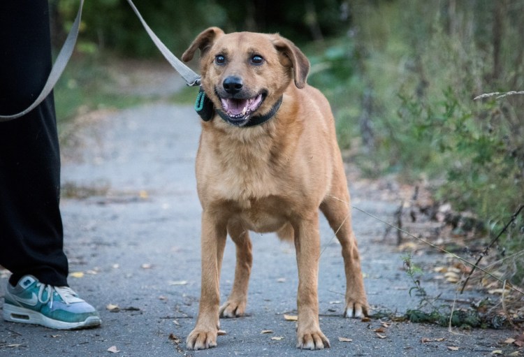 Пес Рыжик у которого