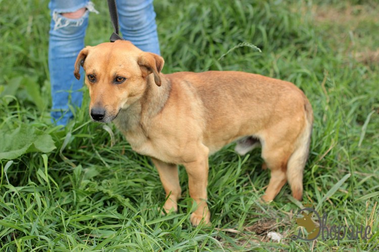 Пропал рыжий пес с черной маской