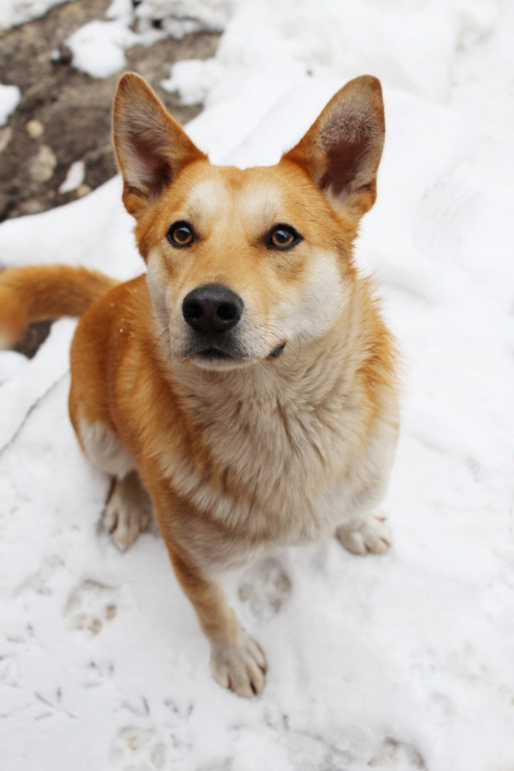 Щенок Рыжик