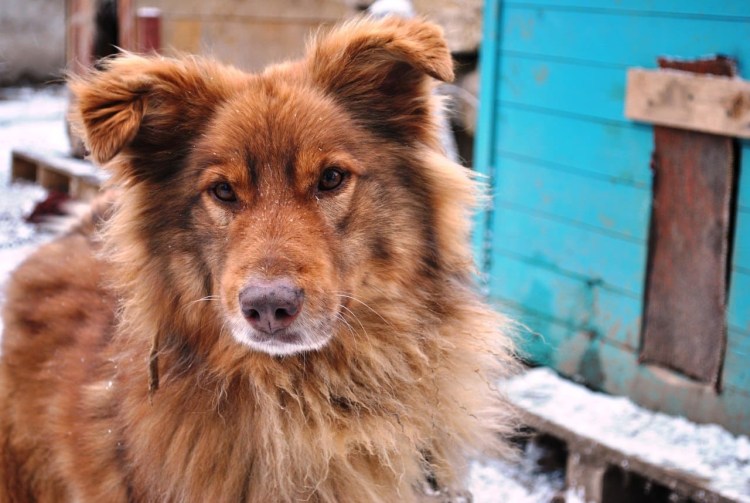 Пес Рыжик домашние животные