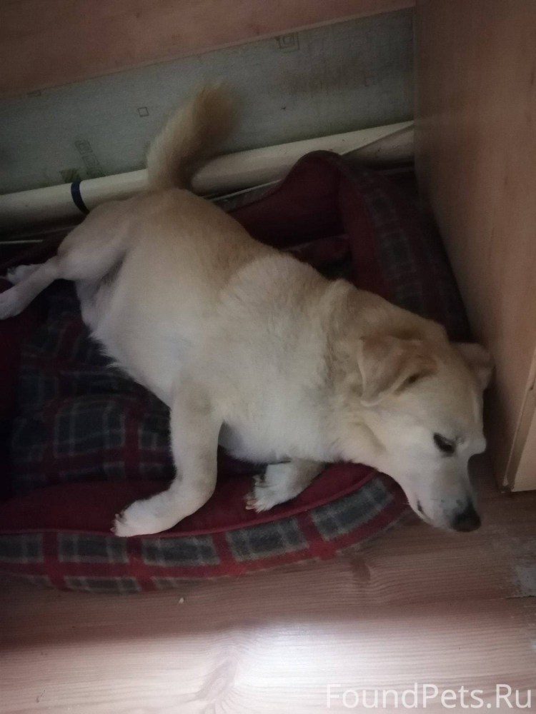 Собака Рыжик Кузьма