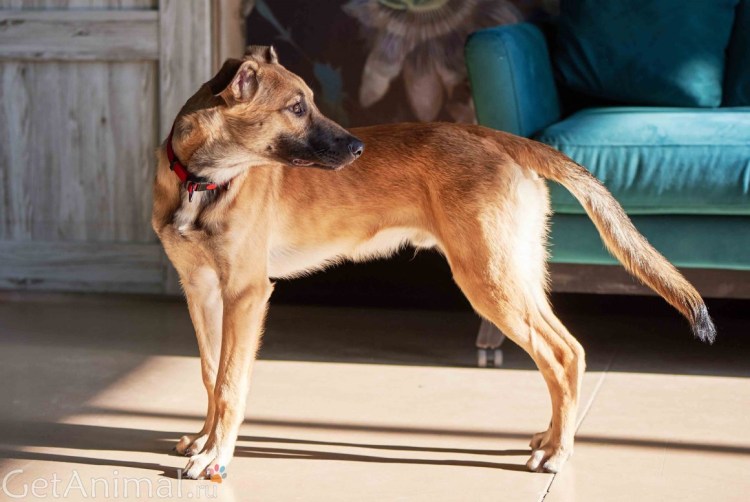 Собака Рыжка