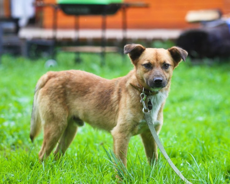 Собачка Рыжик