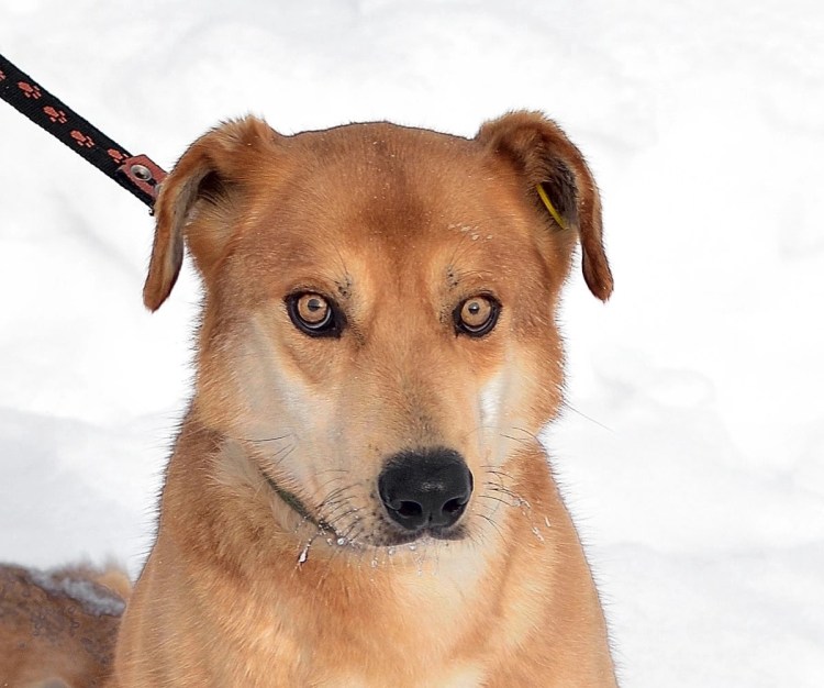 Скус метисы