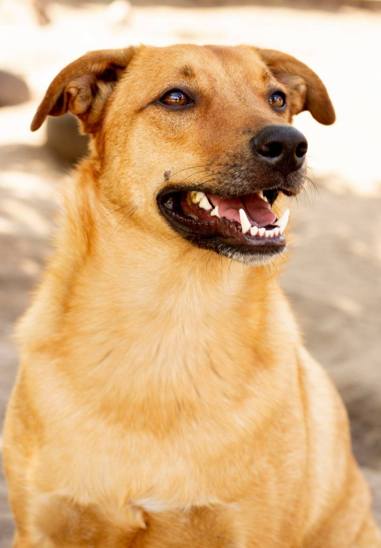 Молодой пес