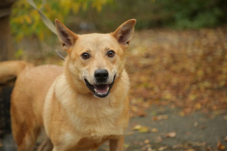 Собака Рыжик прожила 40