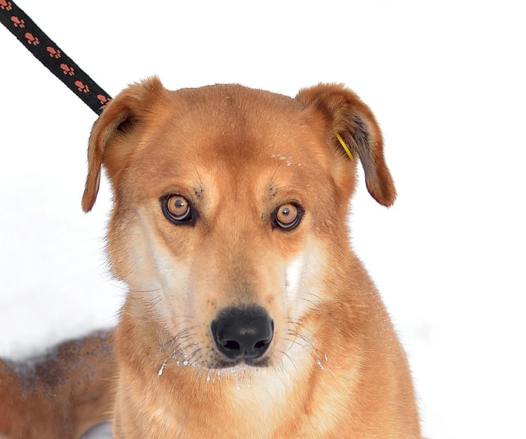 Собака Рыжик Бездомный