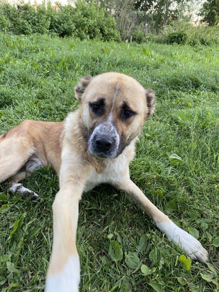 Собака Рыжик