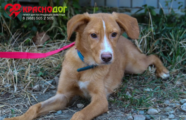 Рыжик красавчики