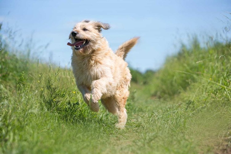 Собака Рыжик