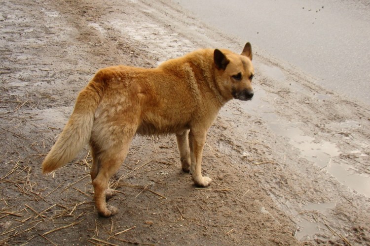 Пес Рыжик у которого среди домашних