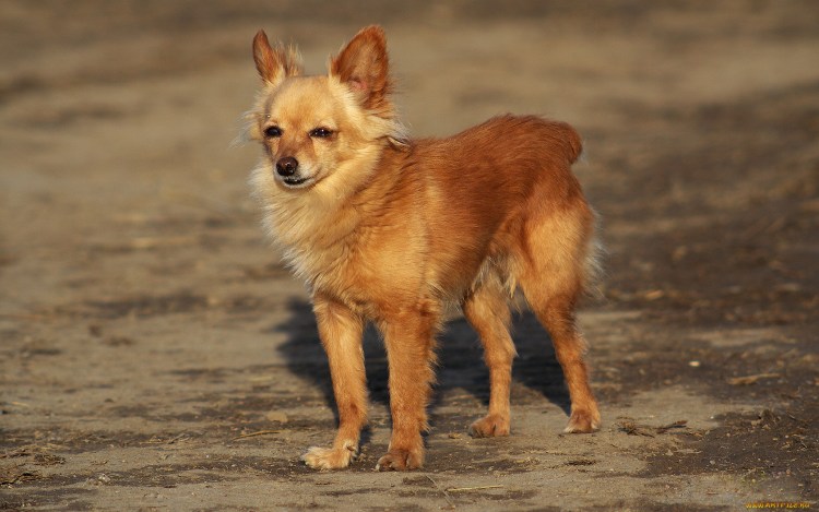 Собака Рыжик