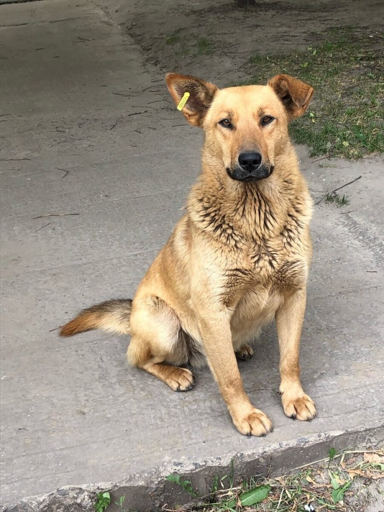 Щенок Рыжик