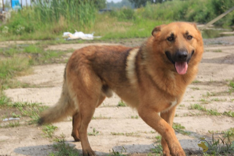 Говорящими собачками