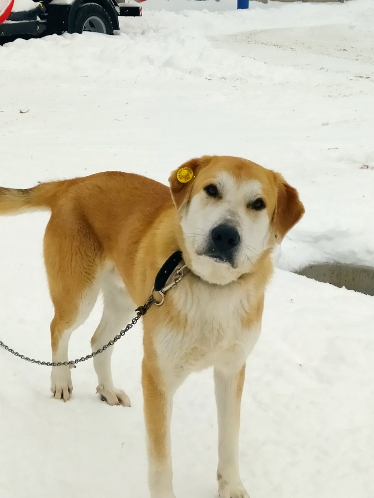 Зовут его Рыжик