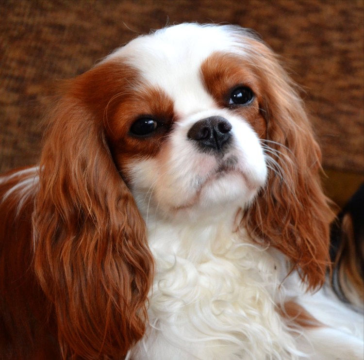 Кавалер Кинг Чарльз спаниель брак