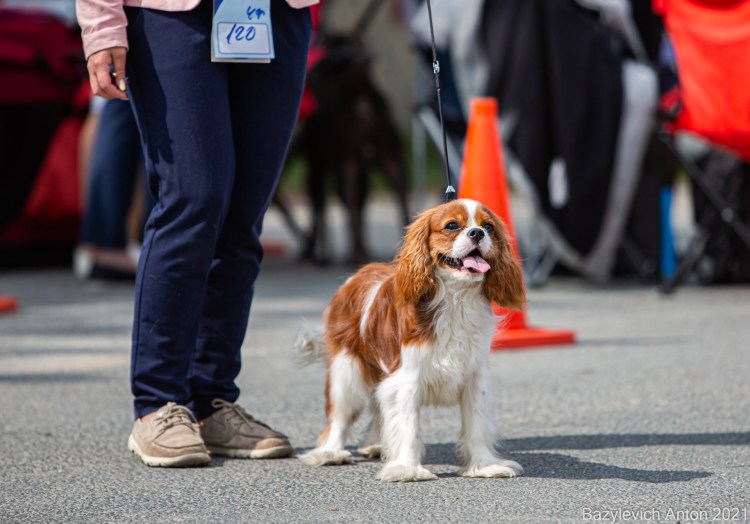 Фото кавалера и американского спаниеля фото