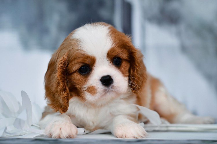 Кинг Чарльз спаниель Бленхейм