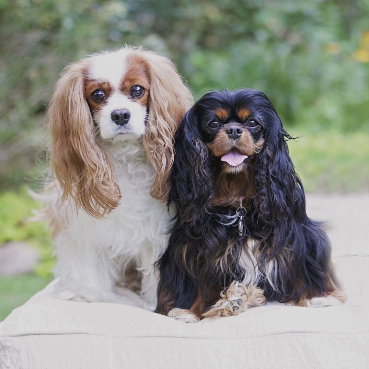 Тапки с Кинг Чарльз спаниель