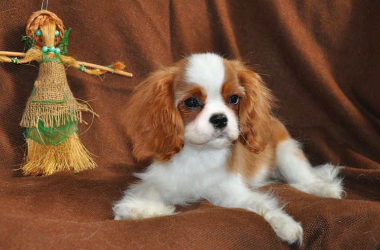 Кавалер Кинг Чарльз спани