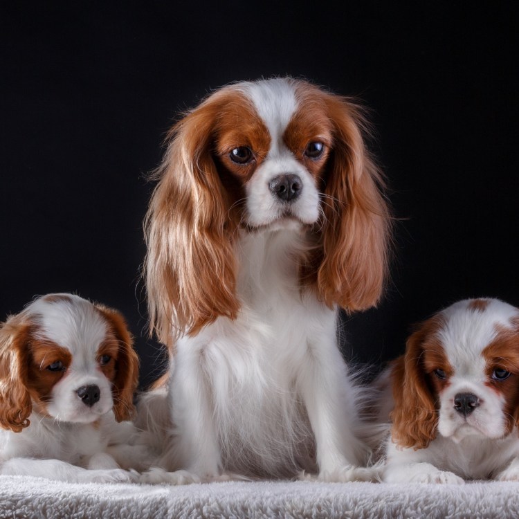 Кинг Чарльз спаниель