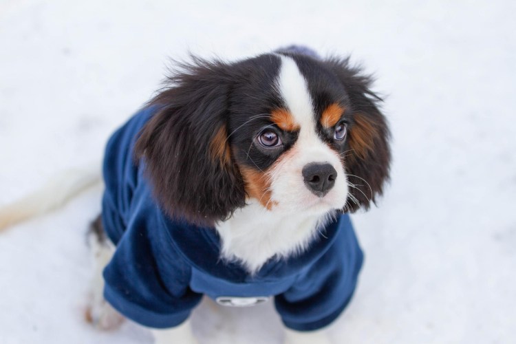 Груминг Кинг Чарльз спаниеля