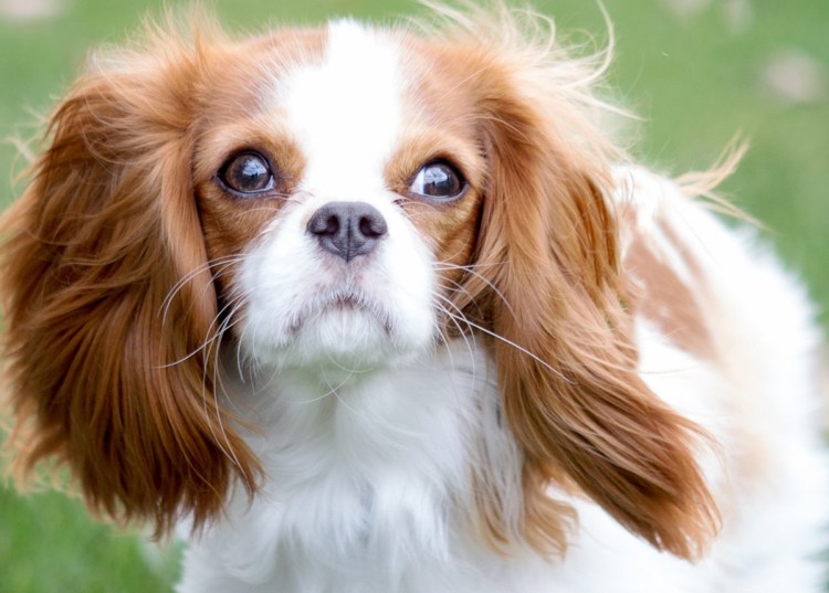 Спаниель на авито собаки щенки