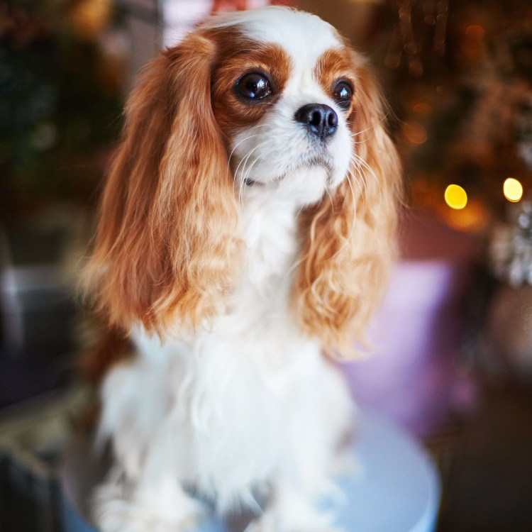 Принц Чарльз спаниель купить