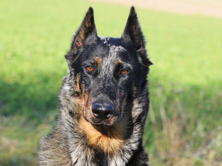 Босерон порода собак