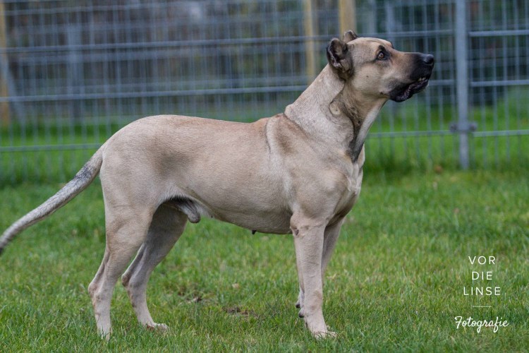 Немецкая овчарка черная