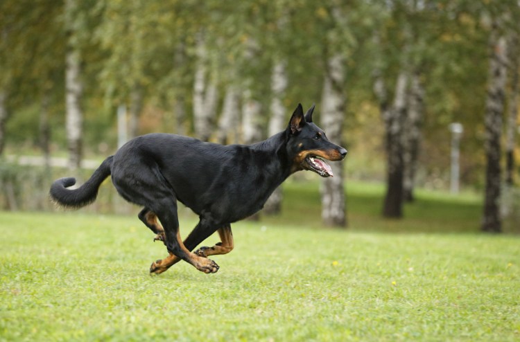 Доберман самка