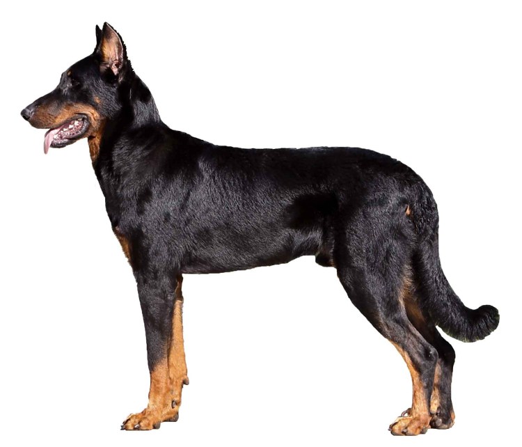 Босерон собака