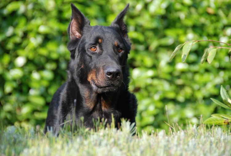 Порода Доберман