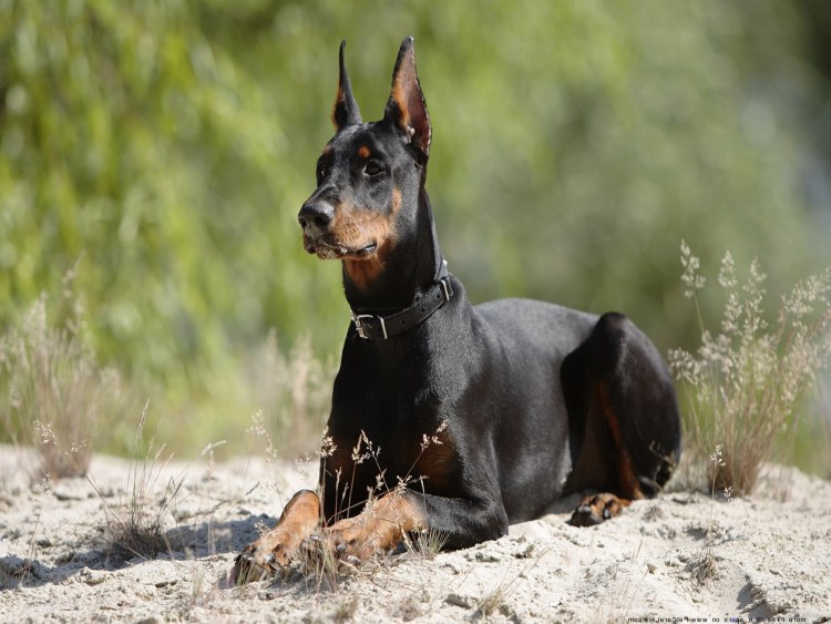 Овчарка Босерон