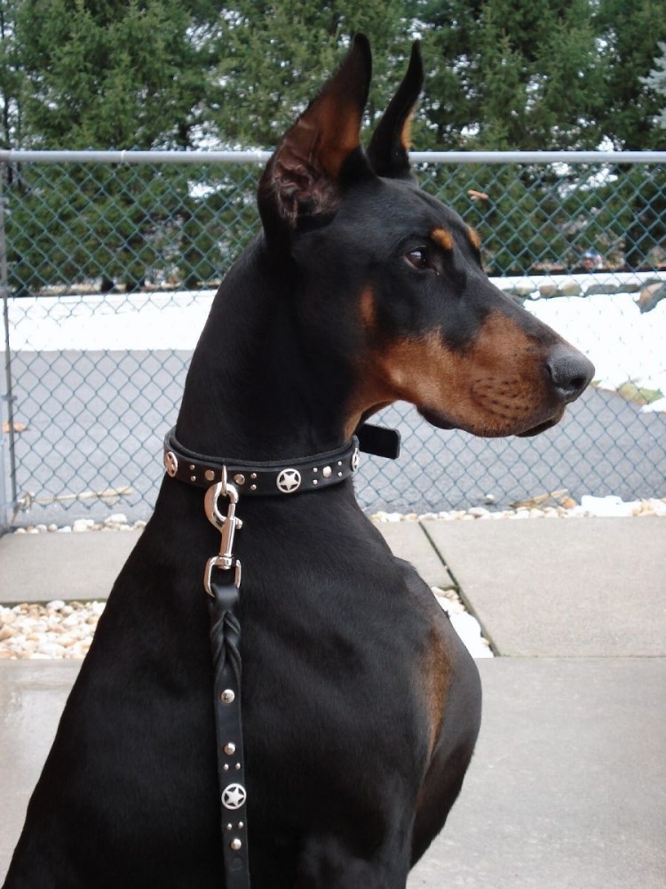 Собака немецкая овчарка и Доберман